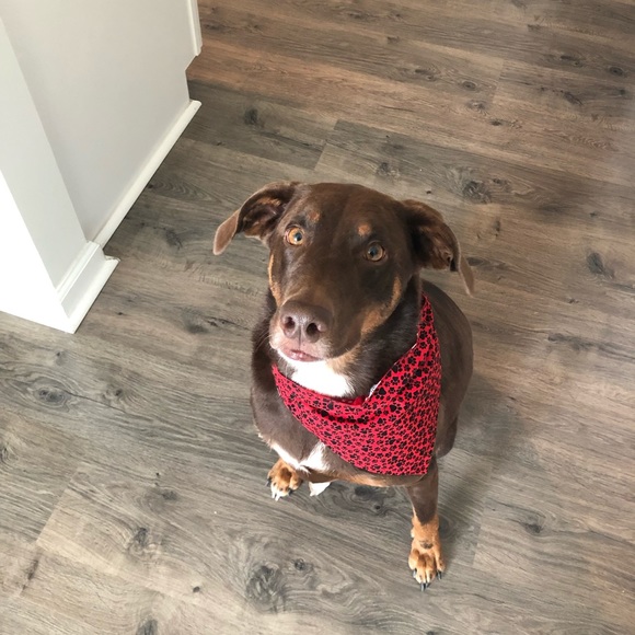 Meet your Posher, Elda - Picture 6 of 6